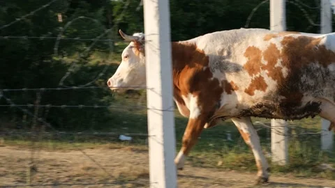 Cattle walking on meadow Stock Footage 197667751