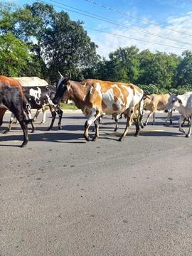 Cattle walking on the road Stock Photos