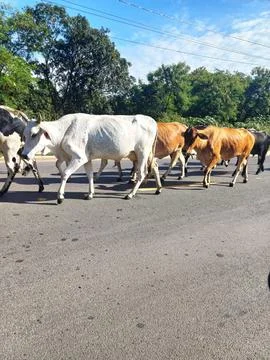 Cattle walking on the road Foto stock