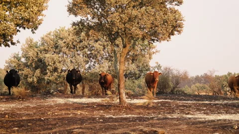 Cattle Walking on Scorched Ground Under Trees After Wildfire Stock Footage 315129023