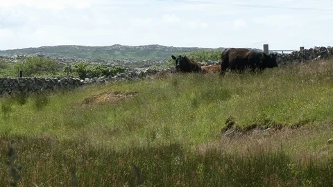 Cattle Walking In Stone Enclosure Stock Footage 115847179
