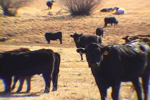 Cattle Walking through Brown Field and Staring into Camera Stock Footage 121534811