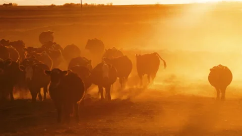 Cattle walking through dust at sunset in rural America Vídeo Stock 169762265