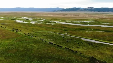 Cattle Walking Through Farm Lands - Aerial Drone Stock Footage 114996162