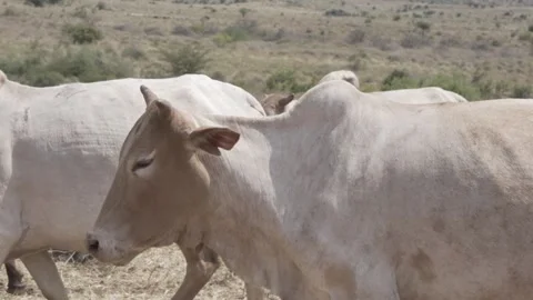 Cattle Walking Through A Field, Cows In A Herd . Stock Footage 320345198