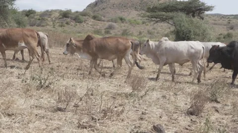 Cattle Walking Through A Field, Cows In A Herd. Stock Footage 320346413