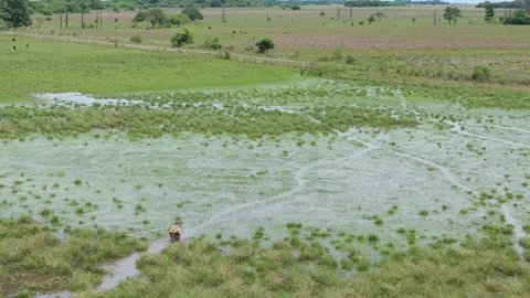 Cattle Walking Through Wetland Waters, Corrientes, Argentina Stock Footage 342191240