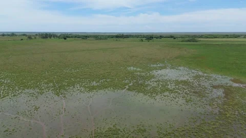 Cattle Walking Through Wetland Waters, Corrientes, Argentina Stock Footage 342191272