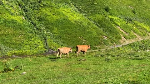 Cattle walking in wide view across green alpine pasture near Ushguli Stock Footage 343773070