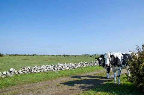 Cattle watches Stock Photos