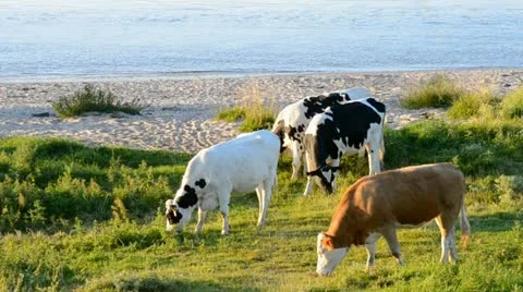 Cattle on water Stock Footage 20612863