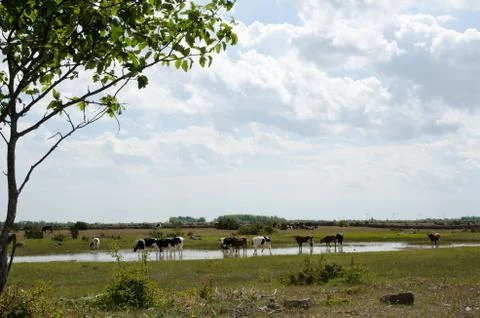 Cattle in water Stock Photos