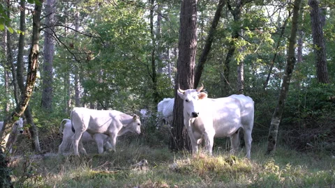 Cattle of white cows standing in the sunny forest, 4K, DNxHR Stock Footage 152999092