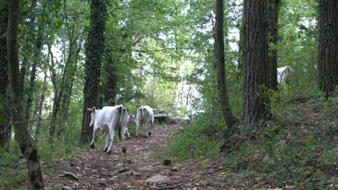 Cattle of white cows walking and grazing on a forest path, 4K, DNxHR Video stock 152996310