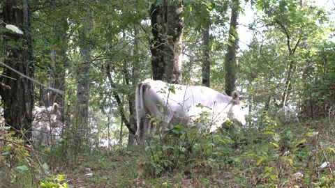 Cattle of white cows walking in the woods, 4K, DNxHR Stock-Footage 152997356