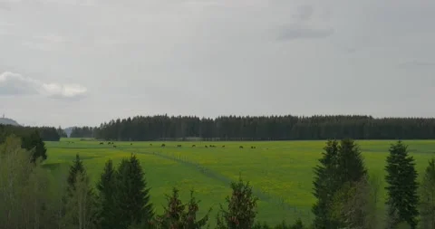 Cattle on wide meadow overview in Harz mountain range highlands Stock Footage 154848746