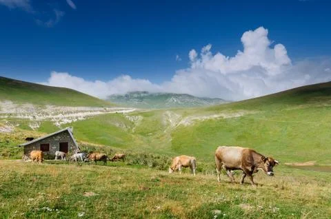 Cattle in the wild 库存照片