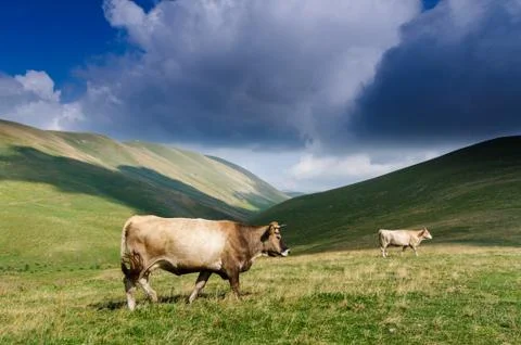 Cattle in the wild 库存照片
