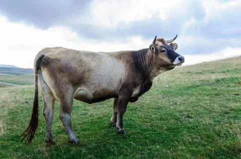 Cattle in the wild Stock Photos