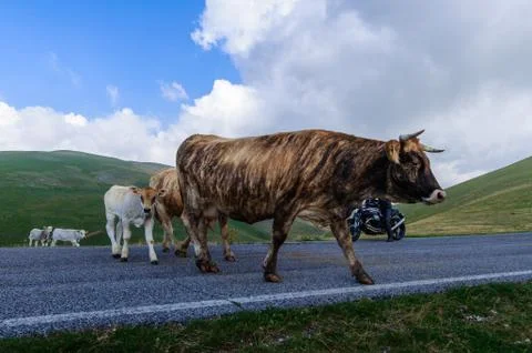 Cattle in the wild Stock Photos