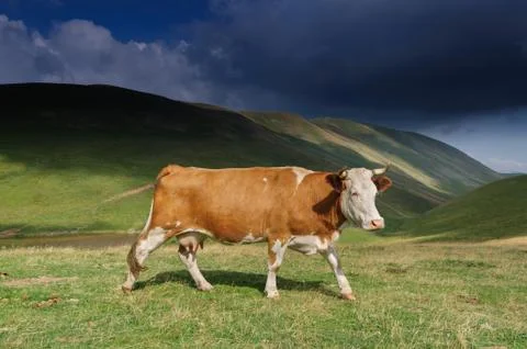 Cattle in the wild Stock Photos
