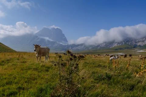 Cattle in the wild Stock Photos