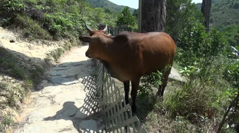Cattle on the Wisdom Path Stock Footage 46707904