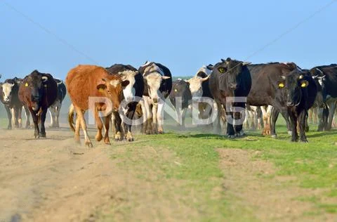 Cattle of young cows Stock Photos