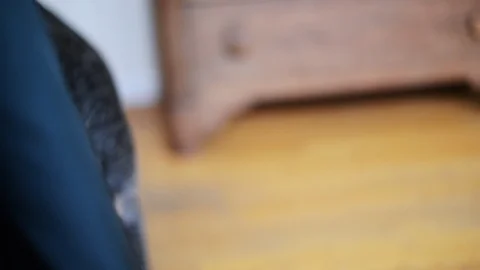 Cattledog Closeup Stock Footage 86327976