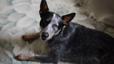 Cattledog (Dog) Singing Stock Footage 86327940