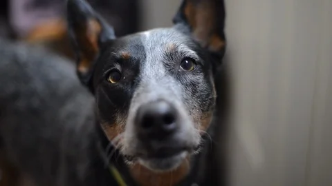 Cattledog Ears Perking Up Slow Motion Stock Footage 86327979
