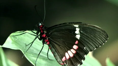 Cattleheart butterfly Stock Footage 779183