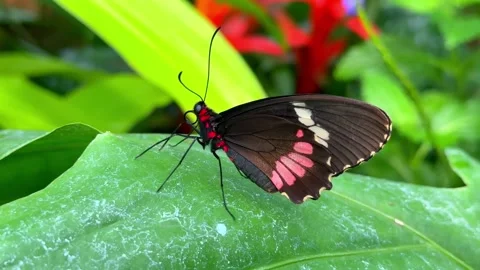 Cattleheart butterfly perched on a green leaf moving its proboscis in the garden Stock Footage 329479098