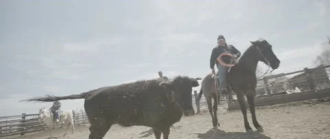 CattleRoping Stock Footage 238405718