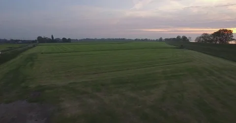 Cattles grazing in beautiful green fields during sunset Stock Footage 73686007