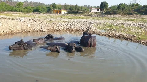 Cattles in hot summer Stock-Footage 247167315