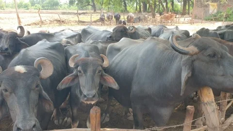 Cattles in hot summer Stock-Footage 247168286