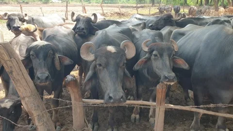 Cattles in hot summer Stock Footage 247168510