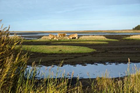 Cattles in a marshland Foto stock