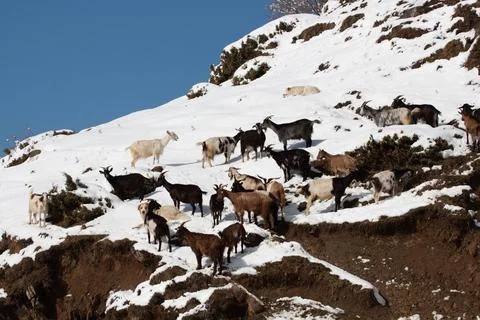 Cattles Stock Photos