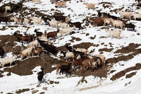 Cattles Stock Photos