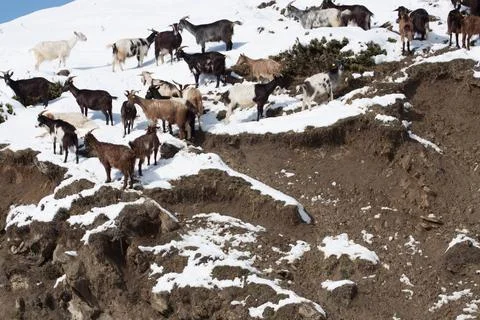 Cattles Stock Photos