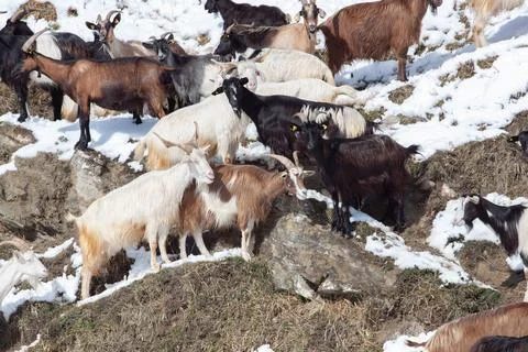 Cattles Stock Photos