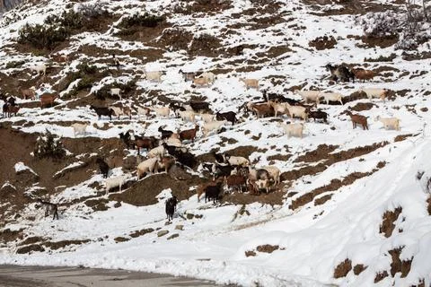 Cattles Stock Photos