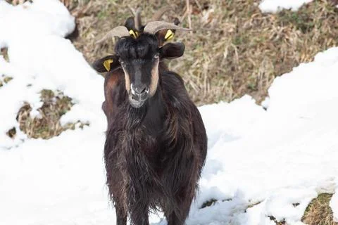 Cattles Stock Photos