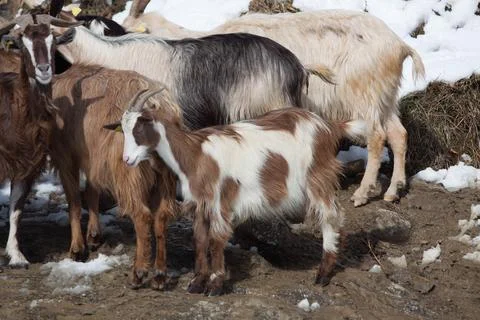 Cattles Stock Photos