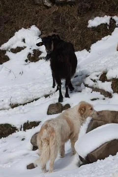 Cattles Stock Photos