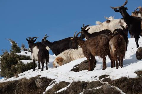 Cattles Stock Photos