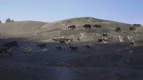 Cattles running through the mound during the morning sunrise in the mountains Stock Footage 163647238