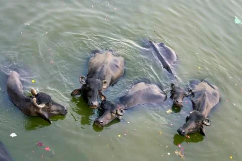 Cattles taking bath Foto stock